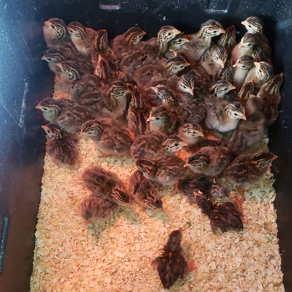 Newly hatched Guinea keets-edit.jpg