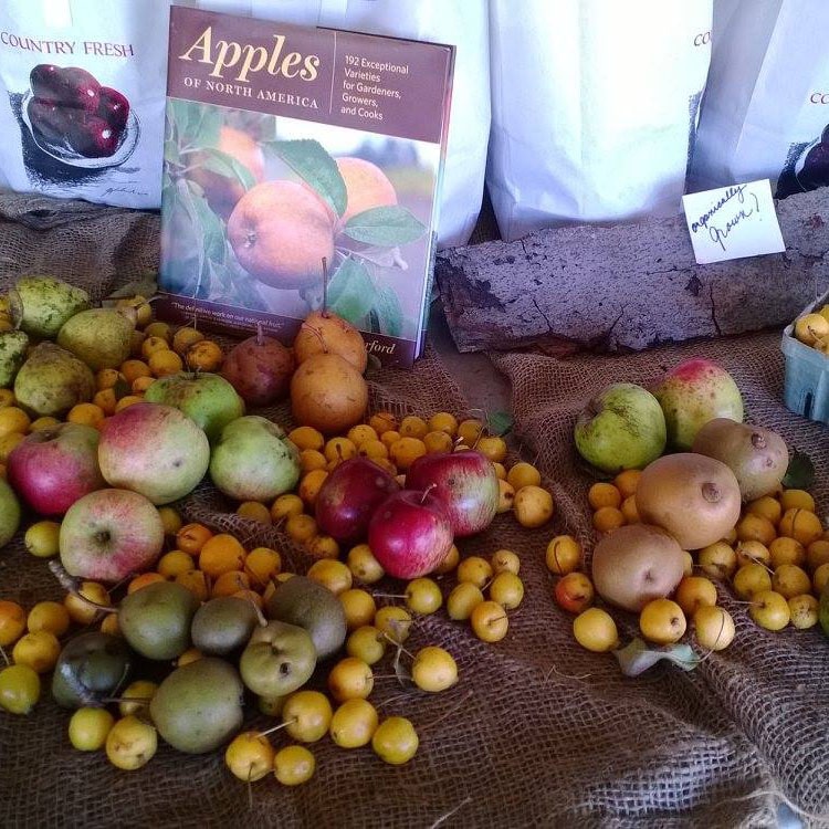 apples and pears-crop.jpg