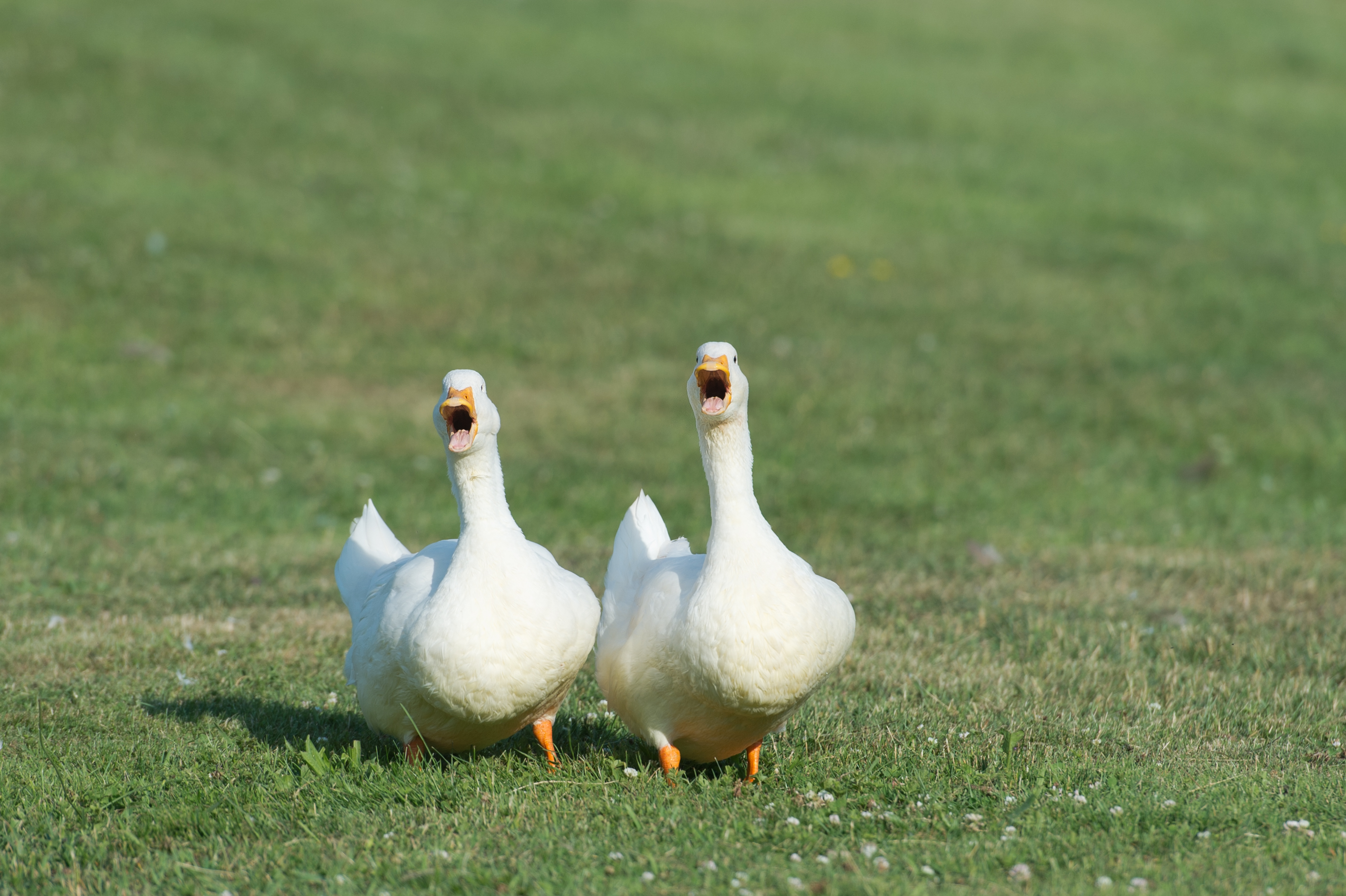 Gossiping Ducks